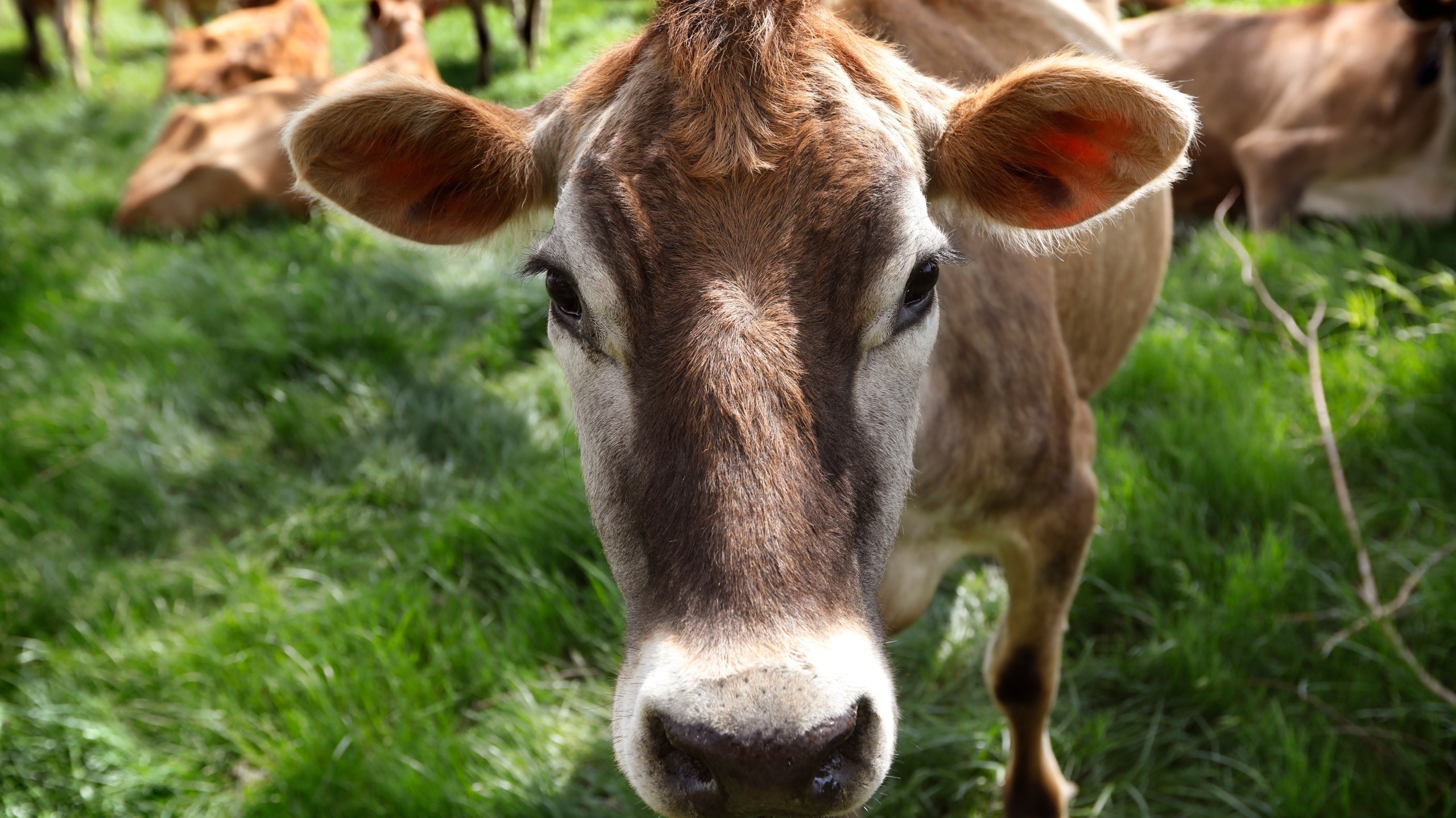 FILE - A Jersey cow feeds in a field in Iowa, May 8, 2018. (AP Photo/Charlie Neibergall, File)