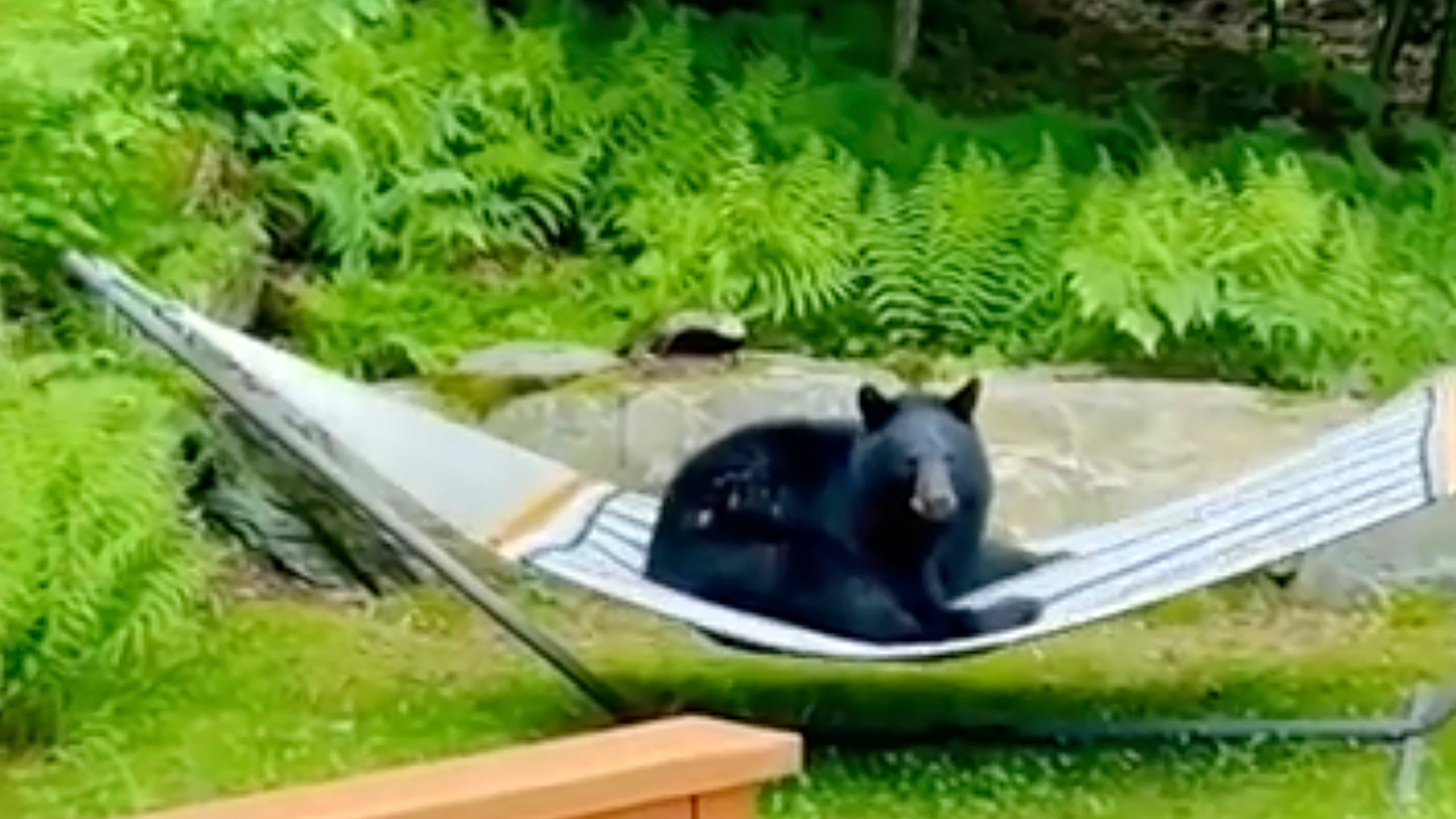 This image taken from video provided by Noah Dweck shows a black bear sitting on a hammock in a back yard, Tuesday, June 11, 2024, in Waitsfield, Vt. (Noah Dweck via AP)