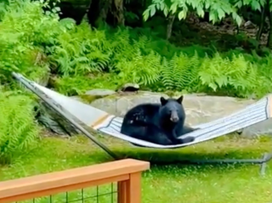 This image taken from video provided by Noah Dweck shows a black bear sitting on a hammock in a back yard, Tuesday, June 11, 2024, in Waitsfield, Vt. (Noah Dweck via AP)