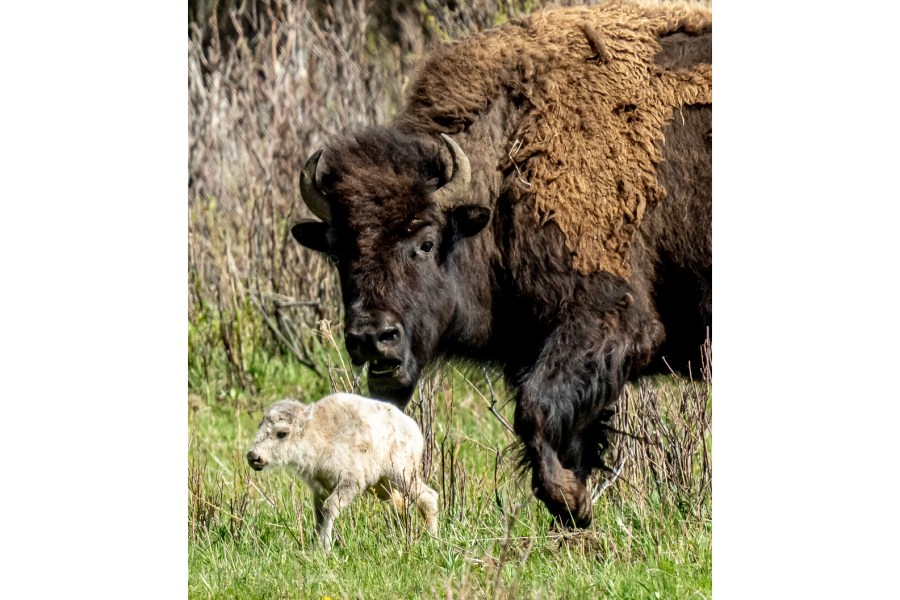 A rare white buffalo calf, reportedly born in Yellowstone National Park's Lamar Valley, is shown on June 4, 2024, in Wyo. The birth fulfills a Lakota prophecy that portends better times, according to members of the American Indian tribe who cautioned that it’s also a warning more must be done to protect the earth and its animals. (Erin Braaten/Dancing Aspens Photography via AP)