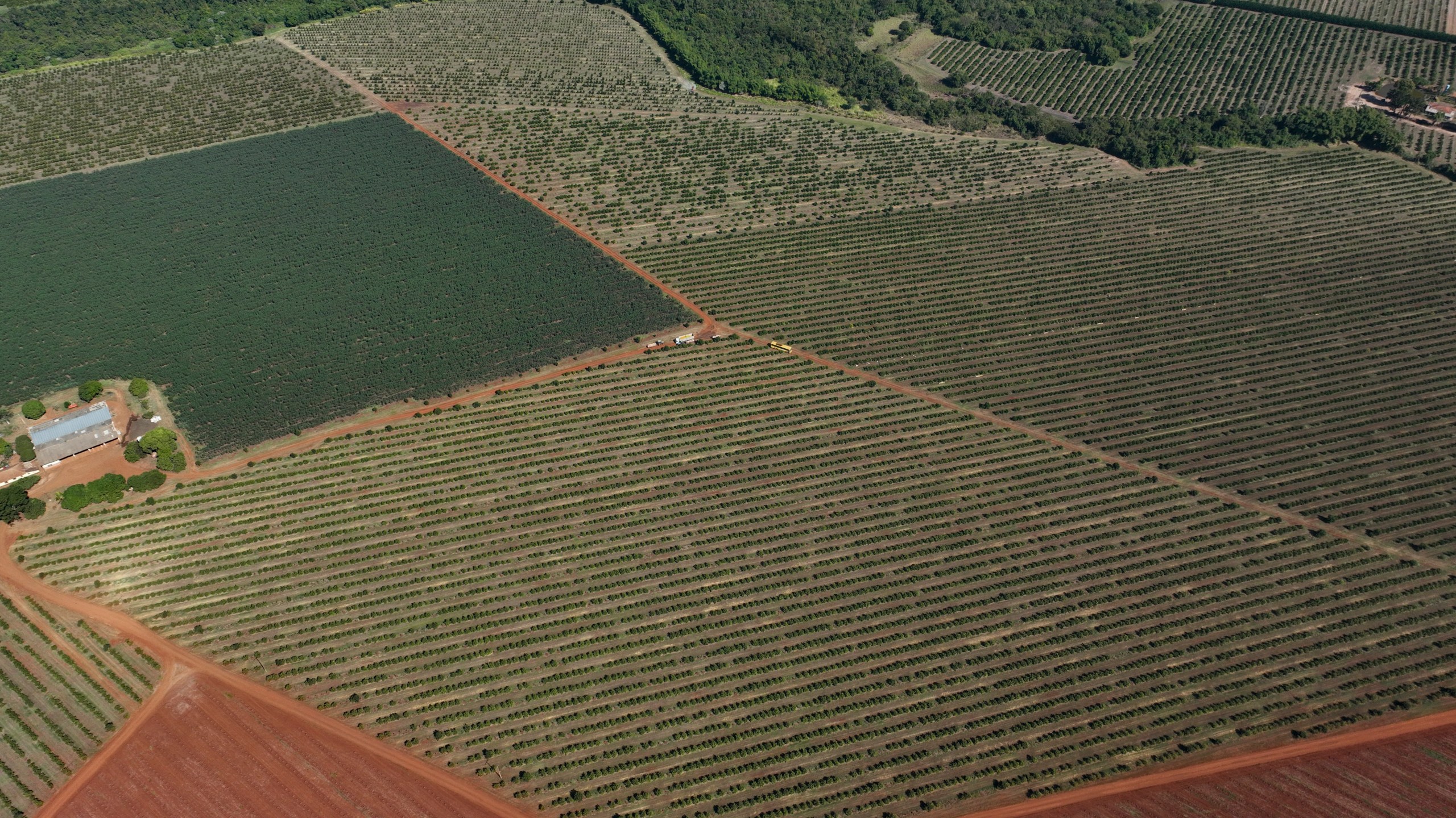 An orange plantation lies in Mogi Guacu, Brazil, Thursday, June 13, 2024. Brazil, the world's largest exporter of orange juice, has been affected by heatwaves, a lack of rainfall and an increase in citrus greening bacteria. (AP Photo/Andre Penner)