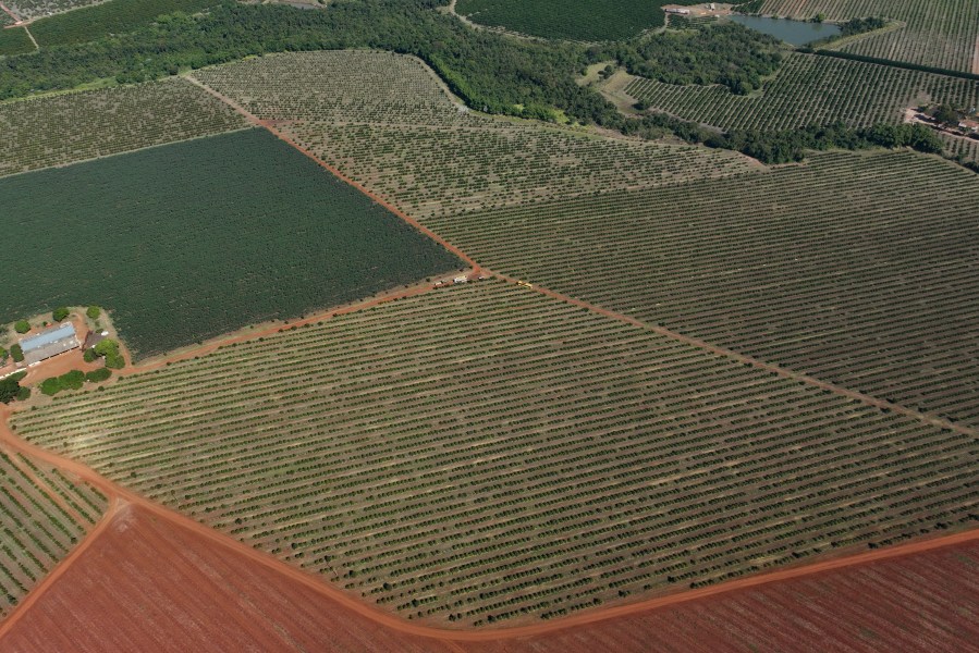 An orange plantation lies in Mogi Guacu, Brazil, Thursday, June 13, 2024. Brazil, the world's largest exporter of orange juice, has been affected by heatwaves, a lack of rainfall and an increase in citrus greening bacteria. (AP Photo/Andre Penner)