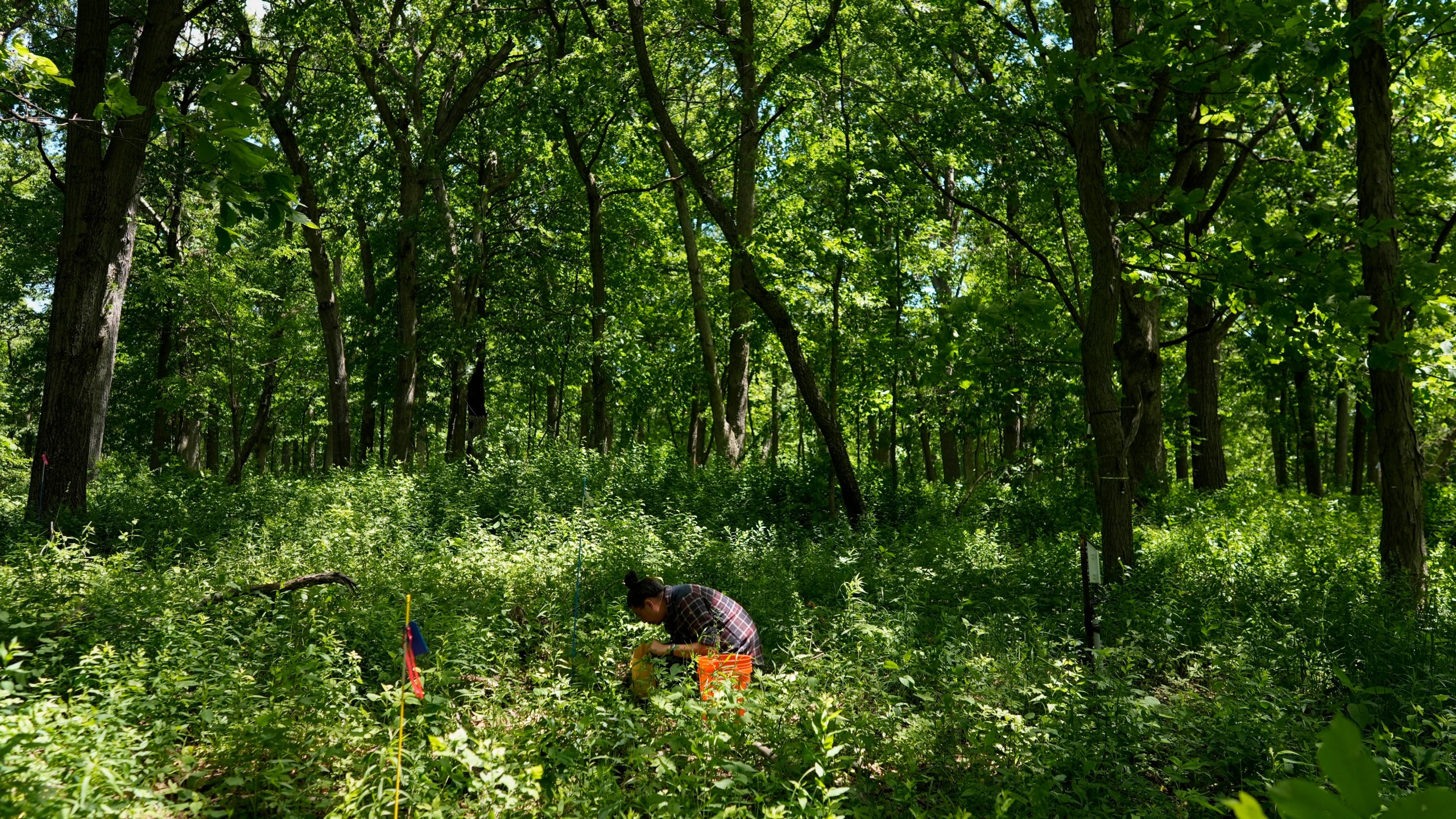 Marvin Lo, Morton Arboretum tree root scientist, collects periodical cicada specimens among the trees on Thursday, June 6, 2024, at Morton Arboretum in Lisle, Ill. Cicadas play an important role in the local ecosystem as fertilizer, aerating the soil and food for birds and other animals, Lo said. (AP Photo/Carolyn Kaster)