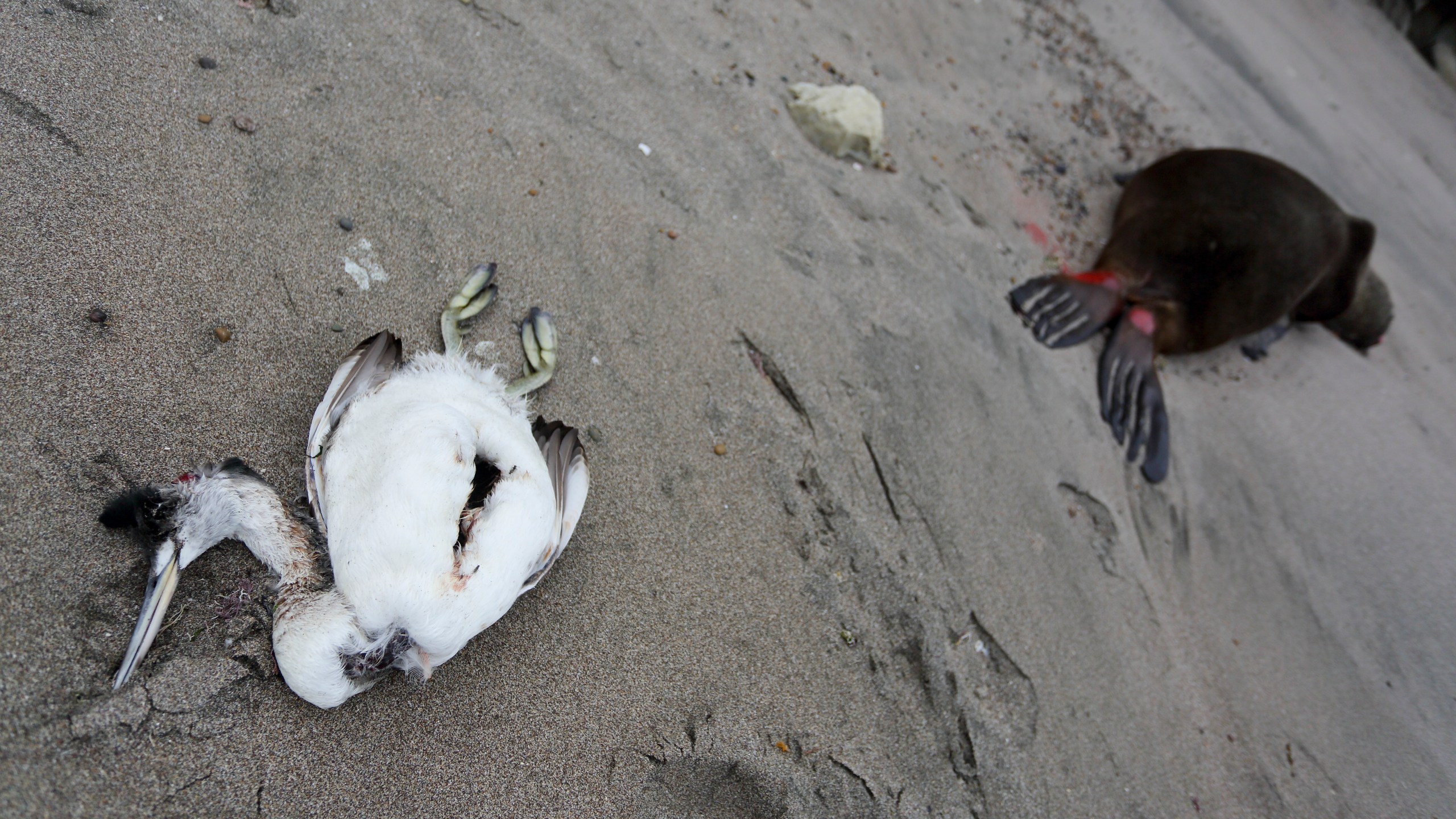 FILE - A dead sea bird lays beside a dead sea lion on the beach at Punta Bermeja, on the Atlantic coast of the Patagonian province of Río Negro, near Viedma, Argentina, Monday, Aug. 28, 2023. Government experts suspect that bird flu is killing sea lions along Argentina's entire Atlantic coastline, causing authorities to close many beaches in order to prevent the virus from spreading further. (AP Photo/Juan Macri, File)