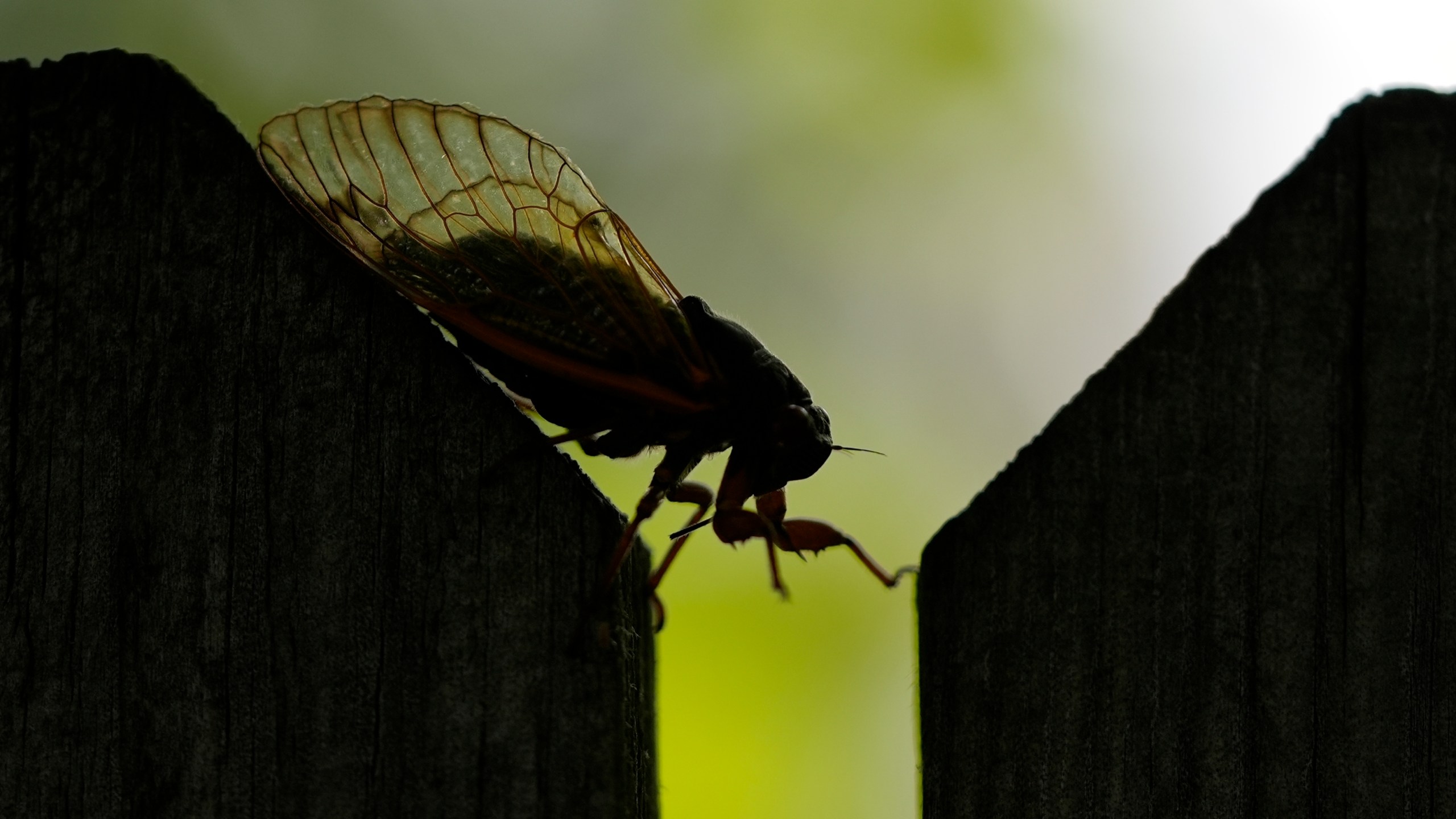 An adult periodical cicada crawls along a fence in Mayumi Barrack's backyard in Forest Park, Ill., Thursday, June 6, 2024. Barrack has taken more than 4,600 photos of cicadas in her backyard. (AP Photo/Carolyn Kaster)