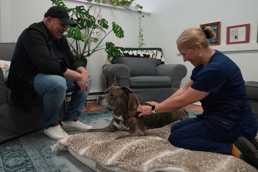 Dr. Lisa Walling, an end-of-life care veterinarian, speaks with David Pescetto as his dog, River, receives acupuncture in Brewster, N.Y., on Tuesday, May 7, 2024. (AP Photo/Mary Conlon)