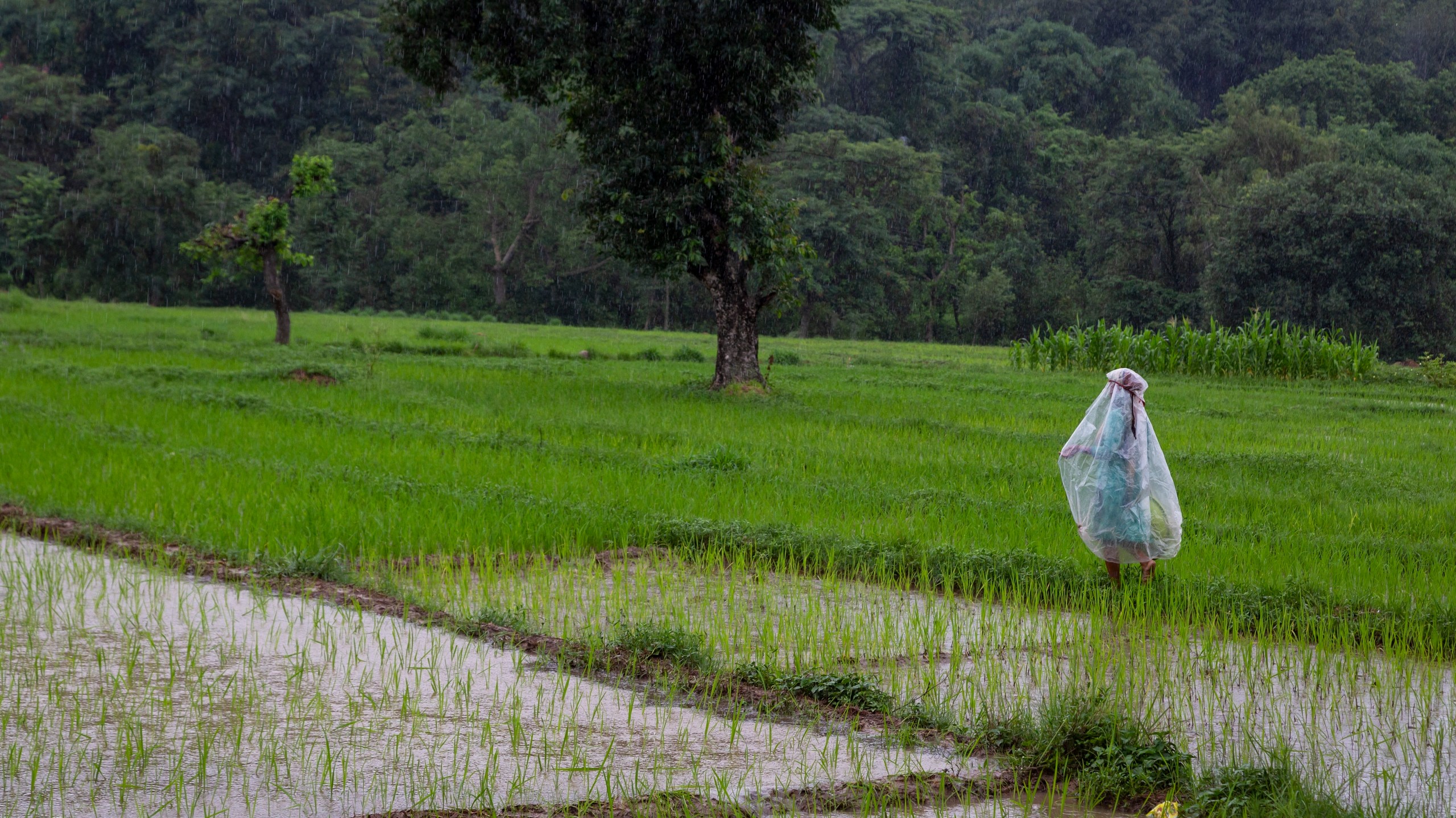 FILE - An Indian farmer wearing a raincoat walks past a paddy field during monsoon rains in Dharmsala, India, July 19, 2021. Human-caused climate change is making rainfall more unpredictable and erratic, which makes it difficult for farmers to plant, grow and harvest crops on their rain-fed fields. (AP Photo/Ashwini Bhatia, File)