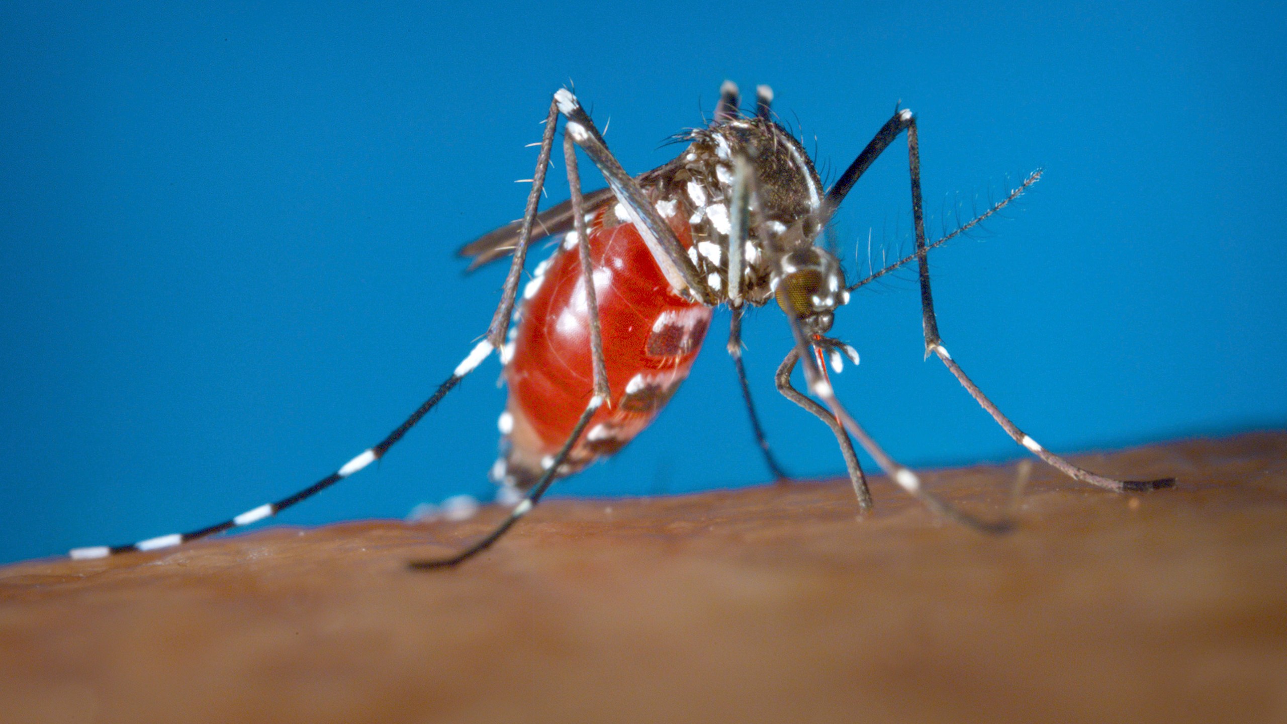 A picture of a mosquito biting a human.