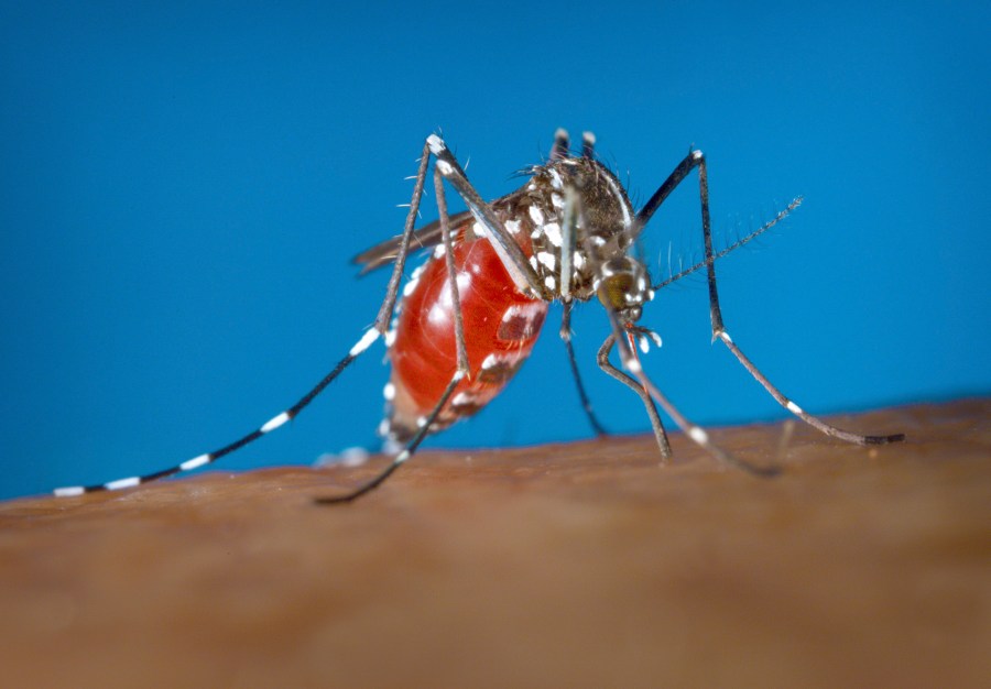 A picture of a mosquito biting a human.