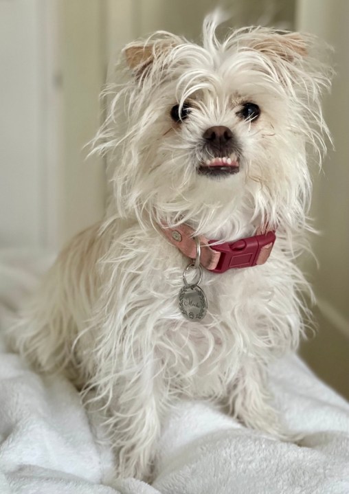 A white dog with crooked teeth.