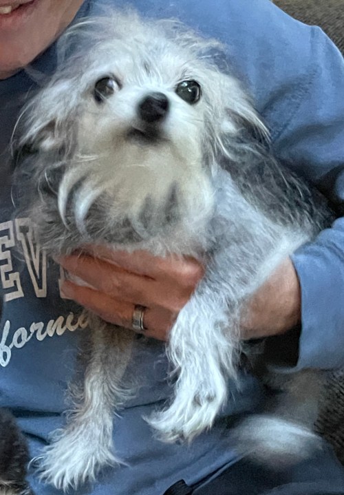 A white dog being held in someone's arms.