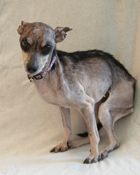 A seated Chihuahua