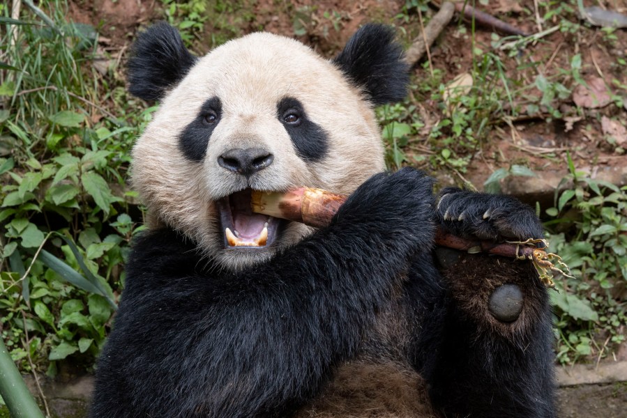 A giant panda eating bamboo.