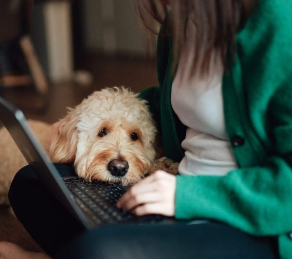 Young Asian woman having online medical consultation with veterinary via laptop with her dog sitting on her lap