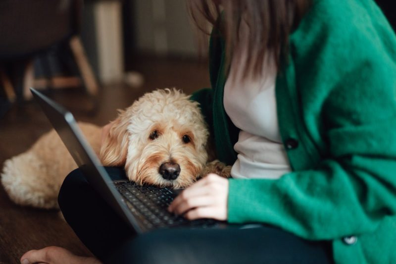 Young Asian woman having online medical consultation with veterinary via laptop with her dog sitting on her lap