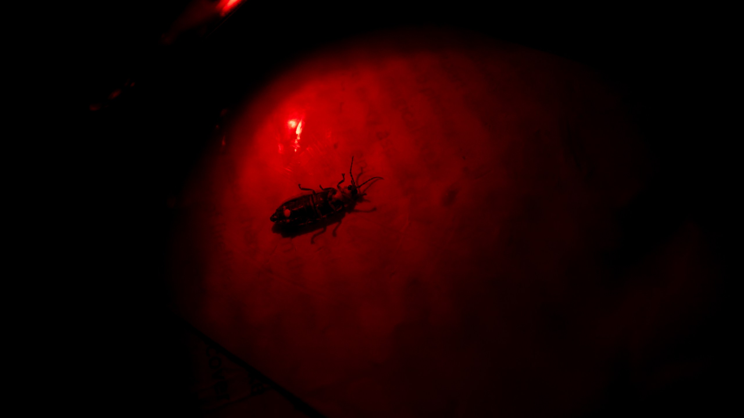 Sergio Henriques, Invertebrates Conservation Coordinator at the Global Center for Species Survival at the Indianapolis Zoo, examines a female firefly of the Photinus genus with a red light at the Beanblossom Bottoms Nature Preserve in Ellettsville, Ind., Friday, June 28, 2024. (AP Photo/Carolyn Kaster)