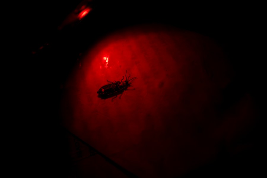 Sergio Henriques, Invertebrates Conservation Coordinator at the Global Center for Species Survival at the Indianapolis Zoo, examines a female firefly of the Photinus genus with a red light at the Beanblossom Bottoms Nature Preserve in Ellettsville, Ind., Friday, June 28, 2024. (AP Photo/Carolyn Kaster)