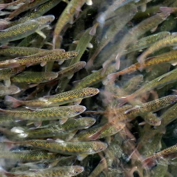 FILE - Juvenile coho salmon swim in a holding pond at the Cascade Fish Hatchery, March 8, 2017, in Cascade Locks, Ore. On Thursday, July 25, 2024, the U.S. government announced that it will invest $240 million in salmon and steelhead fish hatcheries in the Pacific Northwest in an effort to boost declining fish populations and support the treaty-protected fishing rights of Native American tribes in the region. (AP Photo/Gillian Flaccus, File)
