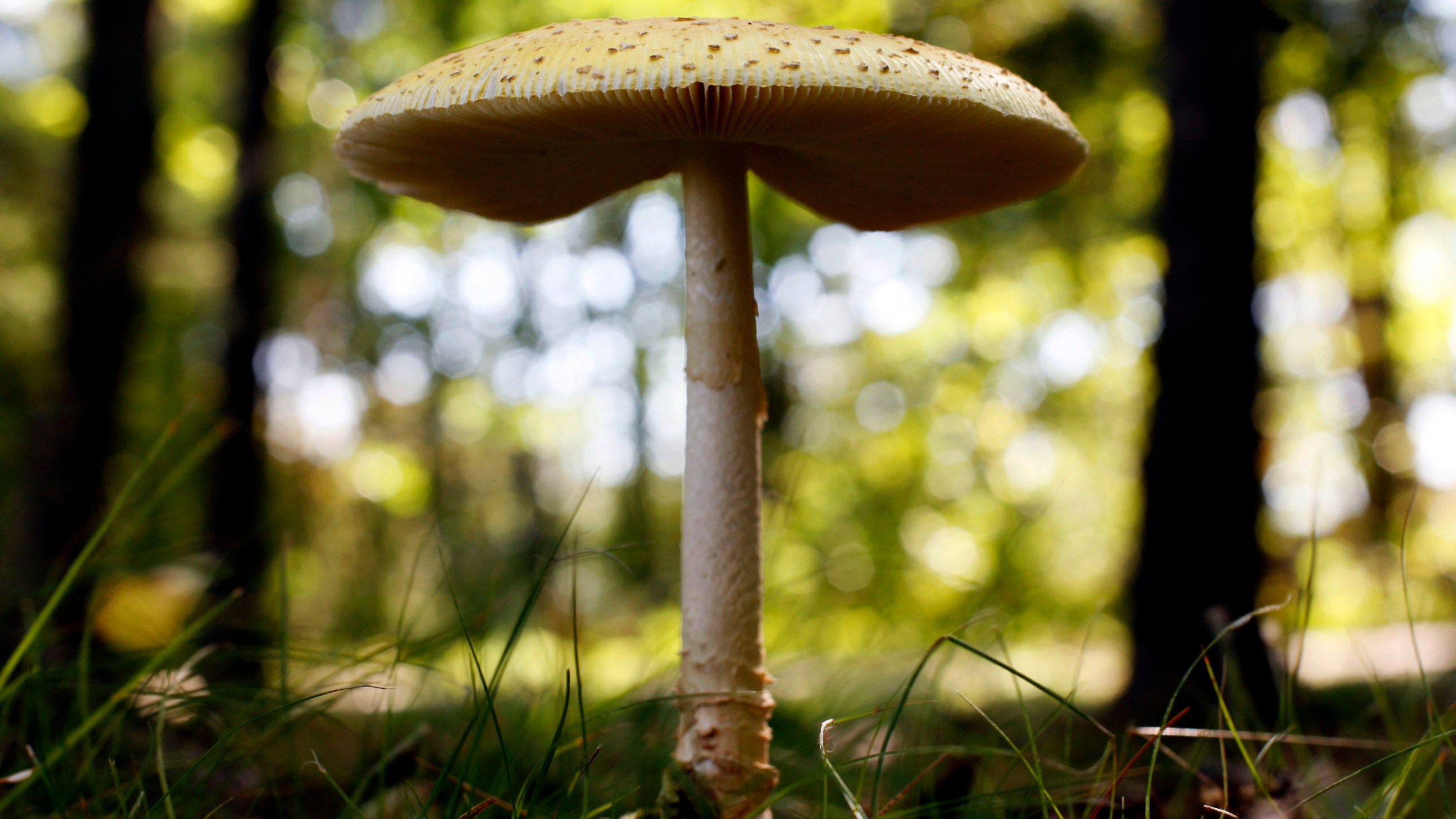 FILE - In this Sept. 16, 2011, file photo, a mushroom grows at Winslow Park in Freeport, Maine. Maine. The warm, soggy summer across much of the Midwest has produced a bumper crop of wild mushrooms — and a surge in calls to poison control centers. (AP Photo/Robert F. Bukaty, File)