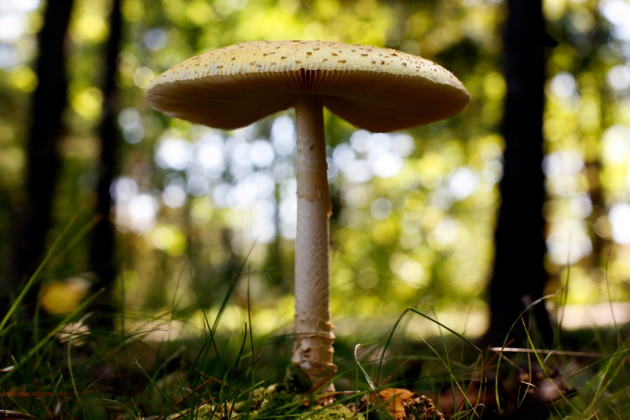 FILE - In this Sept. 16, 2011, file photo, a mushroom grows at Winslow Park in Freeport, Maine. Maine. The warm, soggy summer across much of the Midwest has produced a bumper crop of wild mushrooms — and a surge in calls to poison control centers. (AP Photo/Robert F. Bukaty, File)