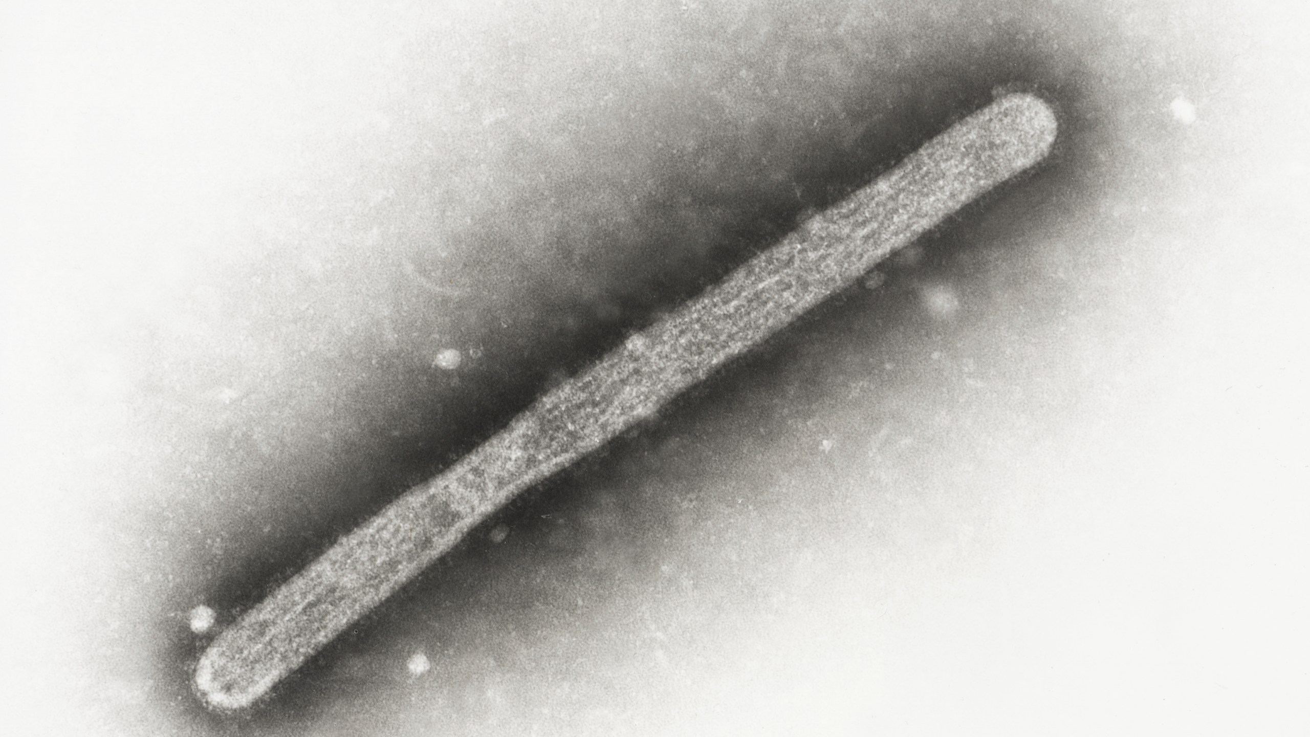 FILE - This 2005 electron microscope image shows an avian influenza A H5N1 virion. The Centers for Disease Control and Prevention on Tuesday, July 30, 2024, announced it will spend $5 million to buy seasonal flu shots for livestock workers. (Cynthia Goldsmith, Jackie Katz/CDC via AP, File)