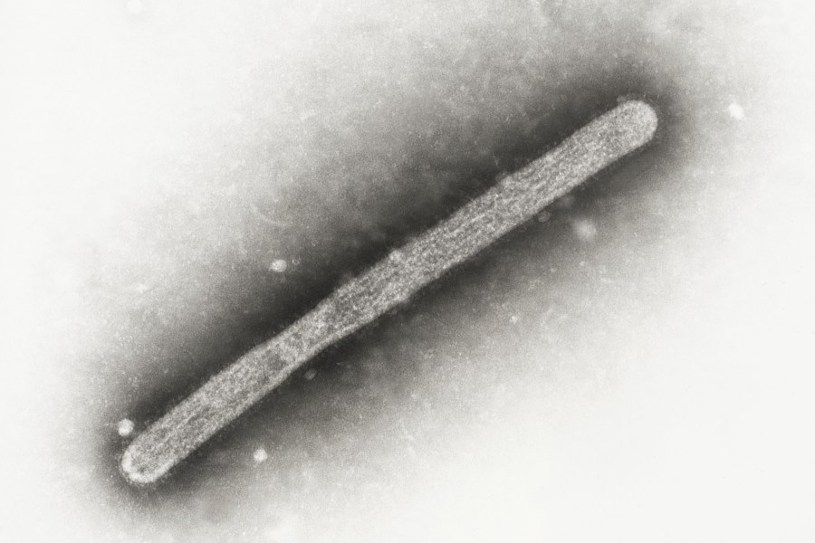 FILE - This 2005 electron microscope image shows an avian influenza A H5N1 virion. The Centers for Disease Control and Prevention on Tuesday, July 30, 2024, announced it will spend $5 million to buy seasonal flu shots for livestock workers. (Cynthia Goldsmith, Jackie Katz/CDC via AP, File)