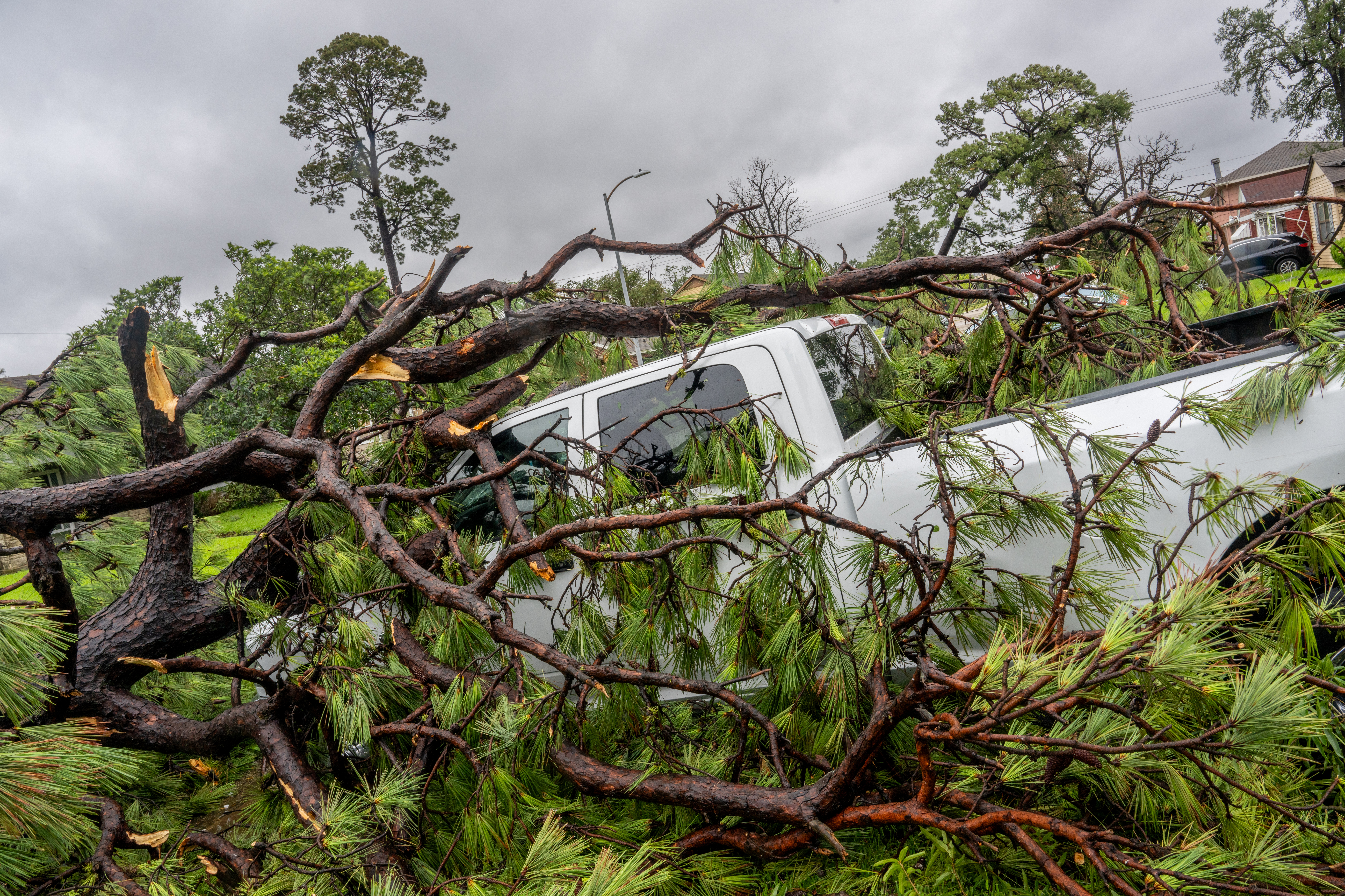 A pickup truck is stuck beneath a toppled tree after Hurricane Beryl swept through the area on July 08, 2024 in Houston, Texas.