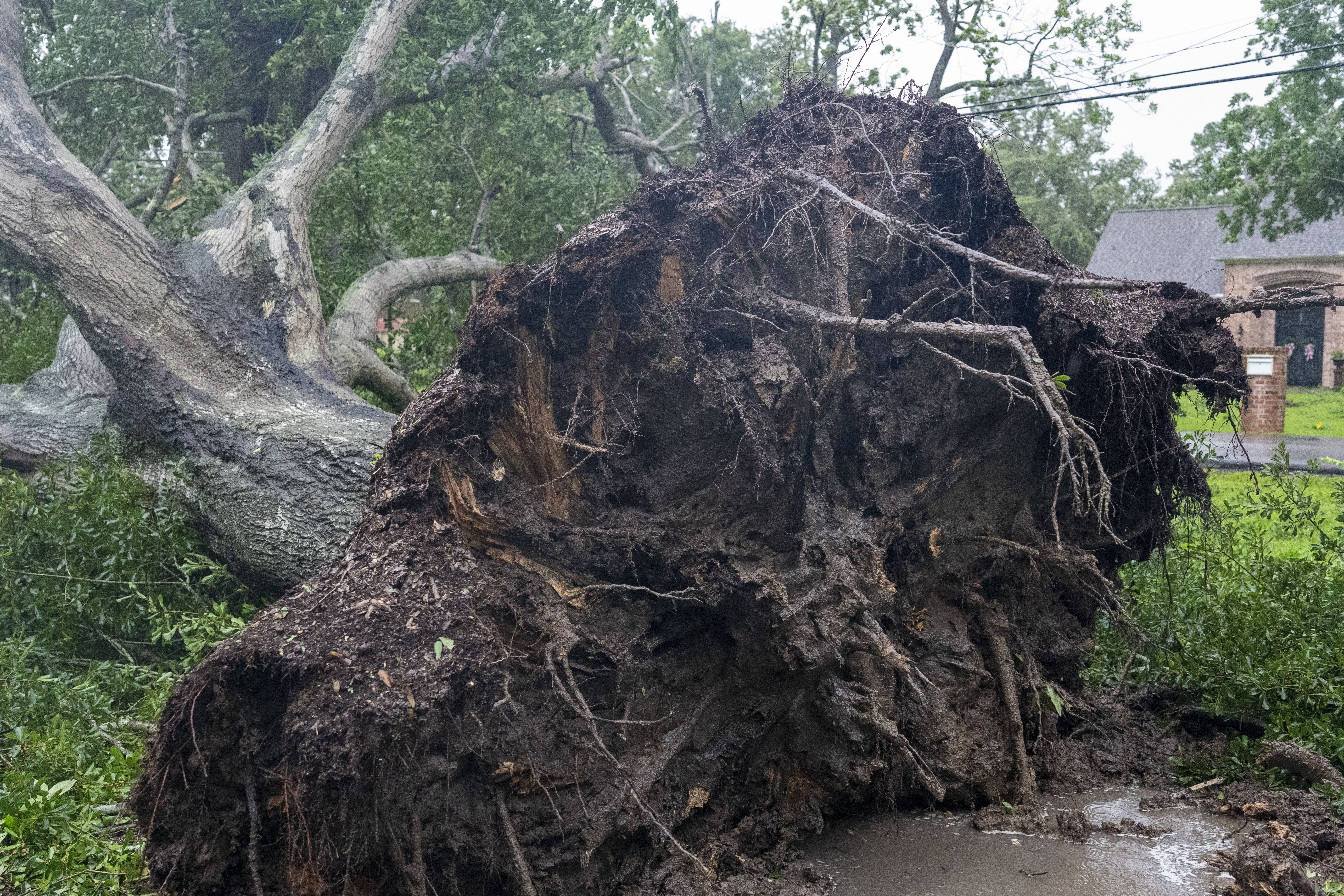 The roots of a large tree are visible after toppling over in the front yard of a home in League City after Hurricane Beryl made landfall early morning Monday, July 8, 2024, near Matagorda.