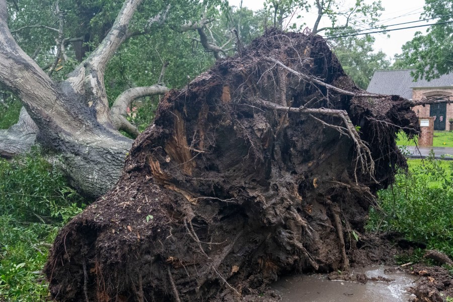 The roots of a large tree are visible after toppling over in the front yard of a home in League City after Hurricane Beryl made landfall early morning Monday, July 8, 2024, near Matagorda.