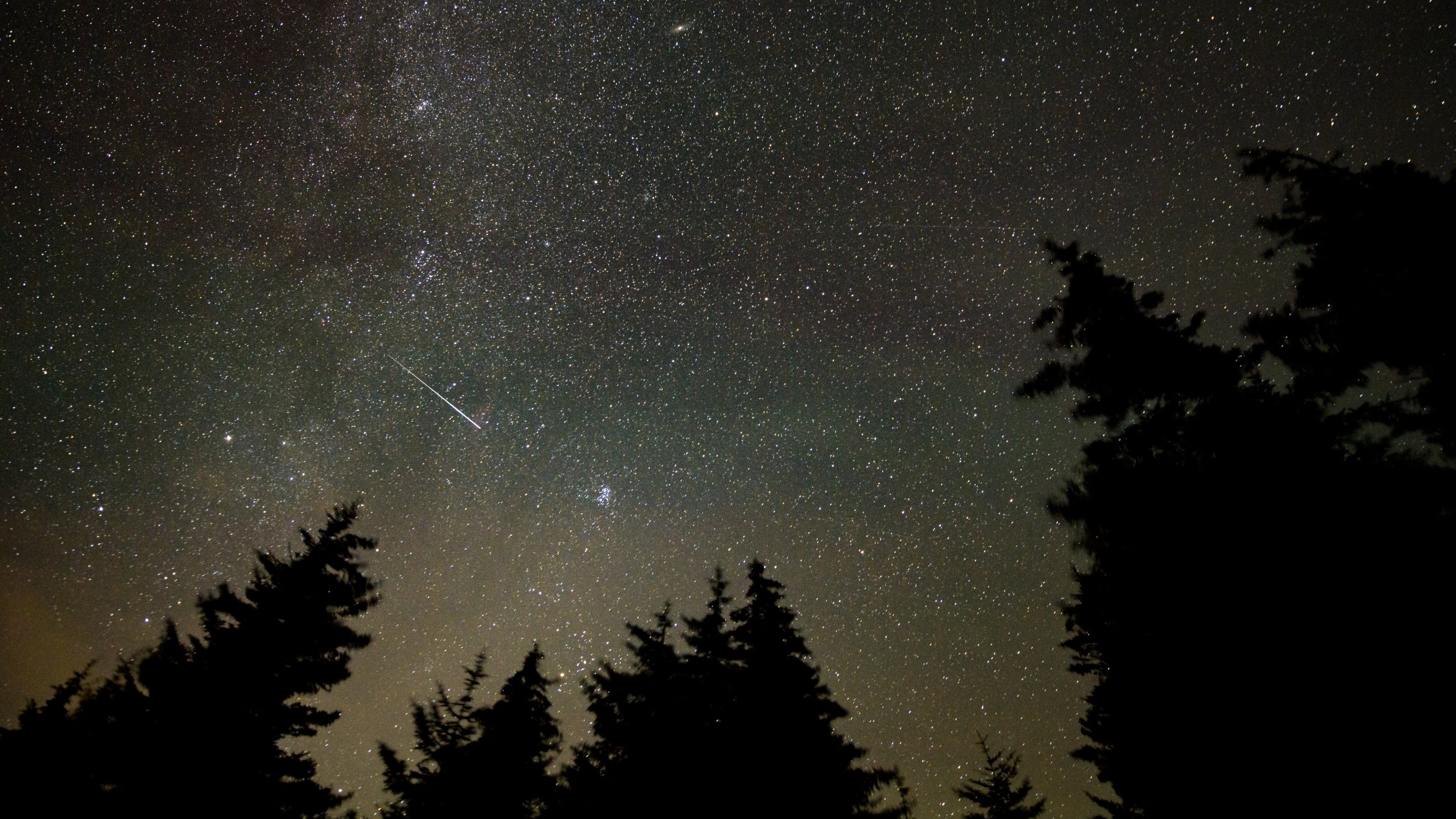 A shooting star in a night sky above trees.