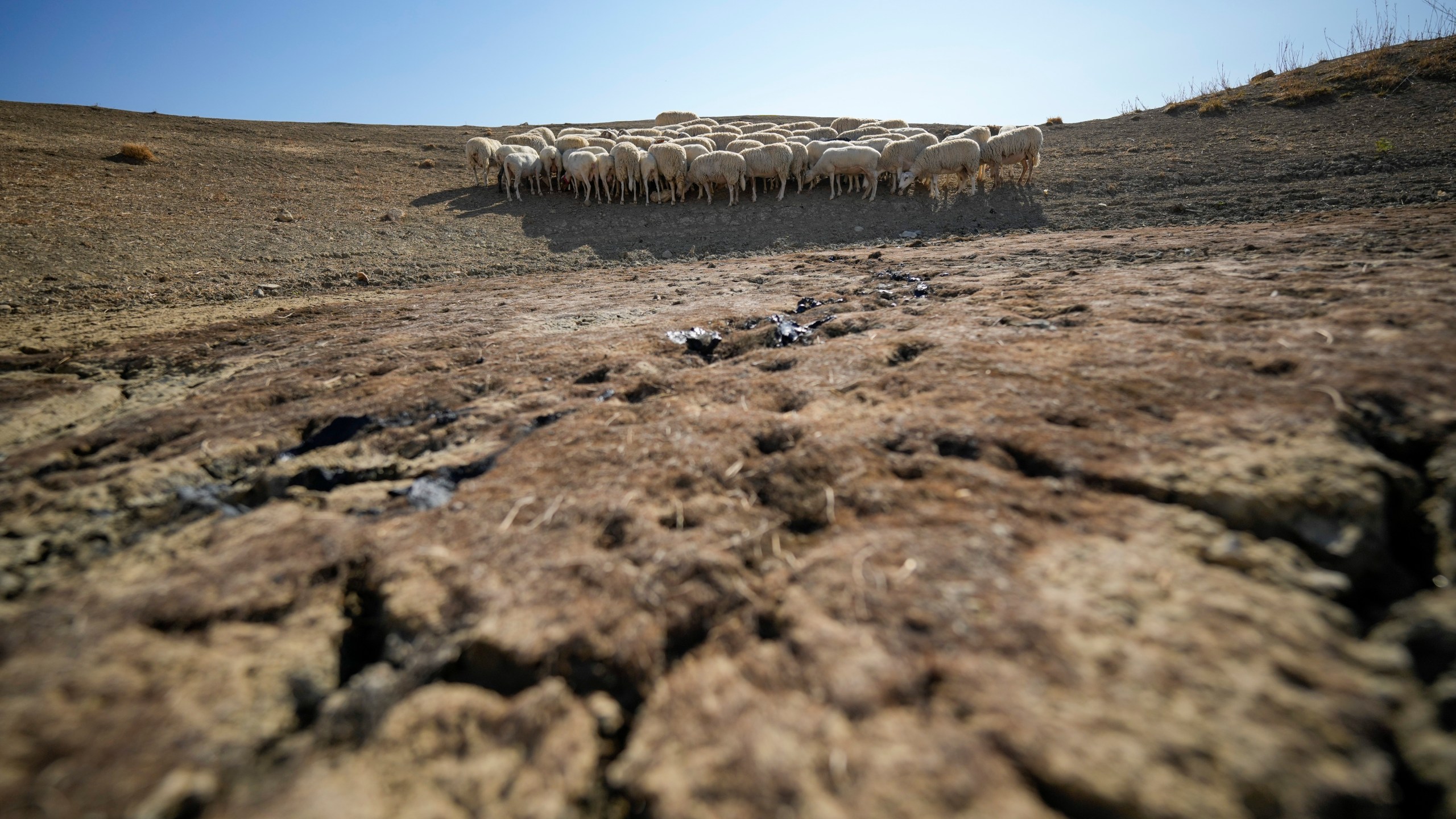 Sheep look for water in a dry pond used by local farms for their livestock, in Contrada Chiapparia, near the town of Caltanissetta, central Sicily, Italy, Friday, July 19, 2024. (AP Photo/Andrew Medichini)