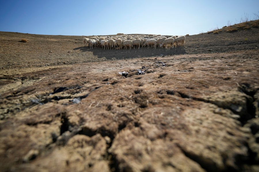 Sheep look for water in a dry pond used by local farms for their livestock, in Contrada Chiapparia, near the town of Caltanissetta, central Sicily, Italy, Friday, July 19, 2024. (AP Photo/Andrew Medichini)