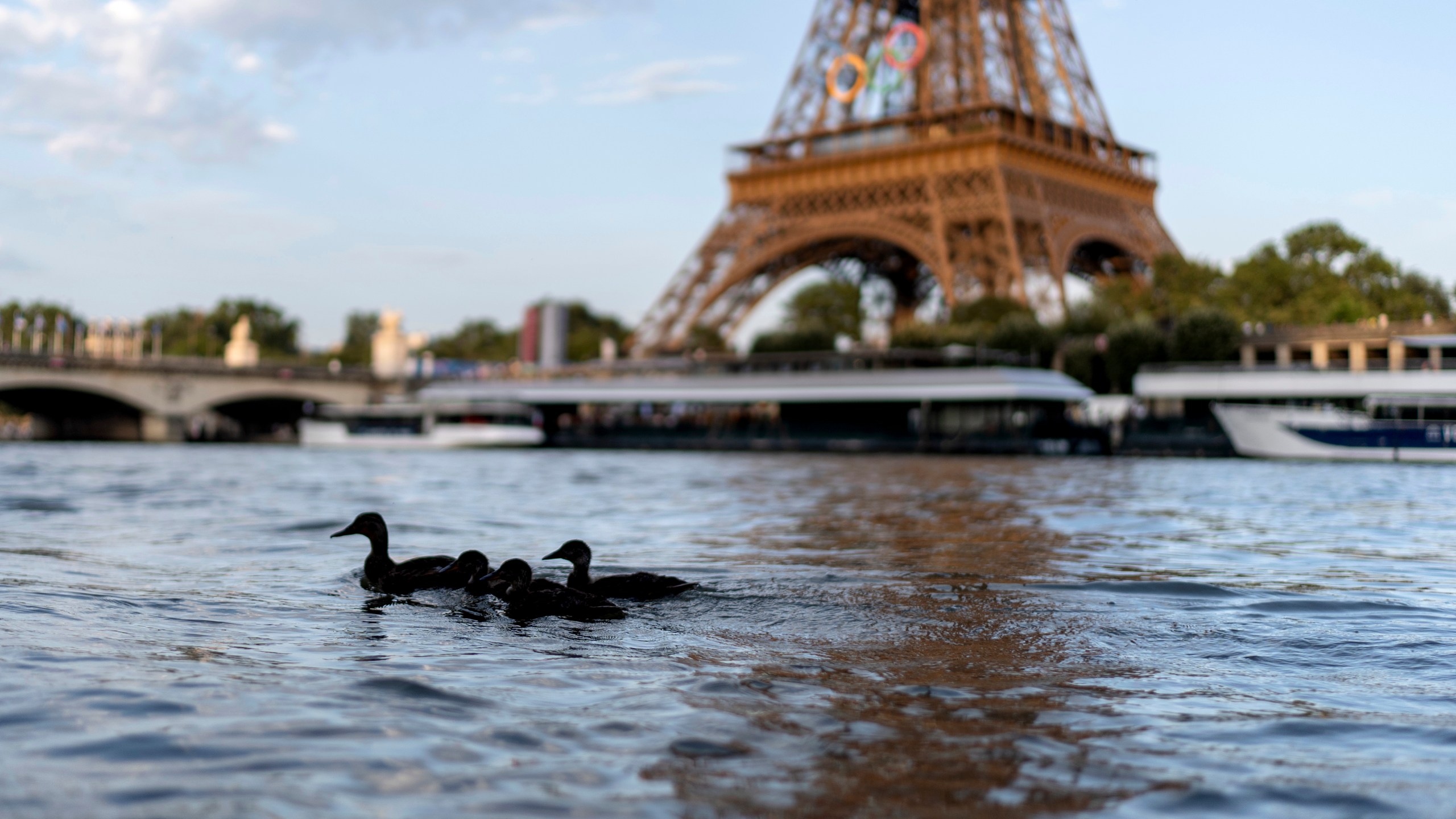 Ducks swim along the Seine River in front of the Eiffel Tower during the 2024 Summer Olympics, Monday, July 29, 2024, in Paris. As the Olympics continue in Paris, the Seine River's water quality remains a major area of concern for officials. Organizers of the triathlon event cancelled swimming practice on Monday for the second day in a row because of poor water quality. Event organizers hope sunny weather will make swimming viable on Tuesday when the triathlon begins. (AP Photo/David Goldman)