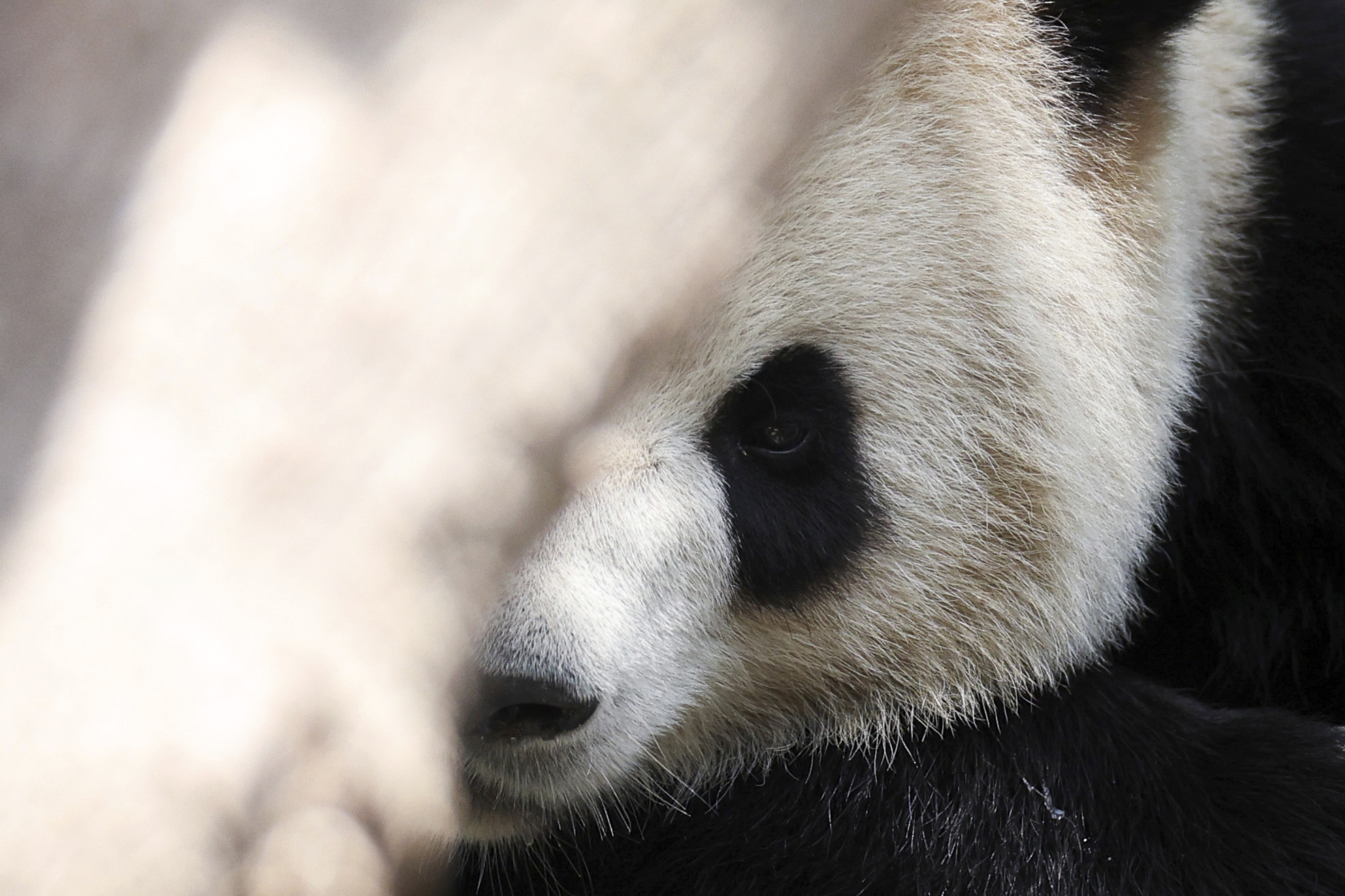 Xin Bao the female Panda peeks out from behind a tree in its new enclosure at the San Diego Zoo prior to the opening of the new exhibit Panda Ridge Thursday, Aug. 8, 2024, in San Diego. (AP Photo/Derrick Tuskan)