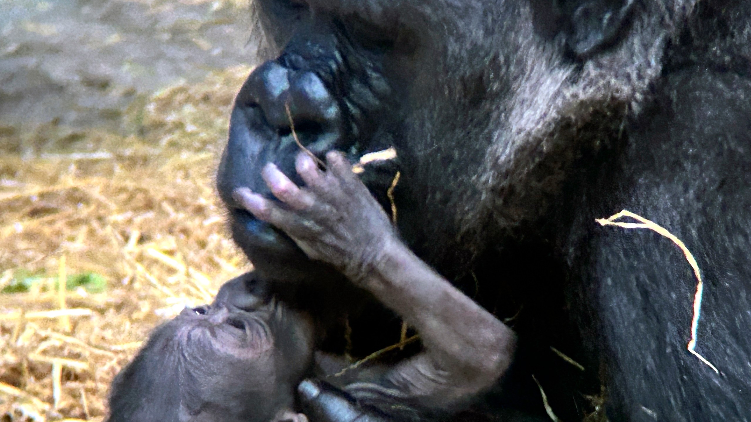 This photo made available by the Detroit Zoo, shows an unnamed baby gorilla is the first to be born at the Detroit Zoo, arriving Thursday, August 8, 2024 and joining a troop of four including mother Bandia and father Mshindi. (Detroit Zoo via AP)