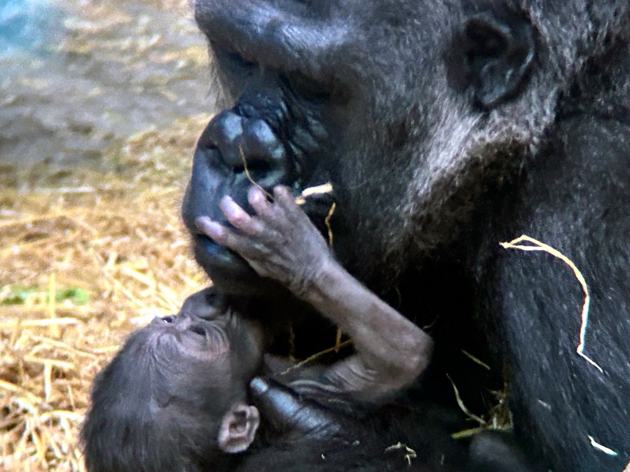 This photo made available by the Detroit Zoo, shows an unnamed baby gorilla is the first to be born at the Detroit Zoo, arriving Thursday, August 8, 2024 and joining a troop of four including mother Bandia and father Mshindi. (Detroit Zoo via AP)