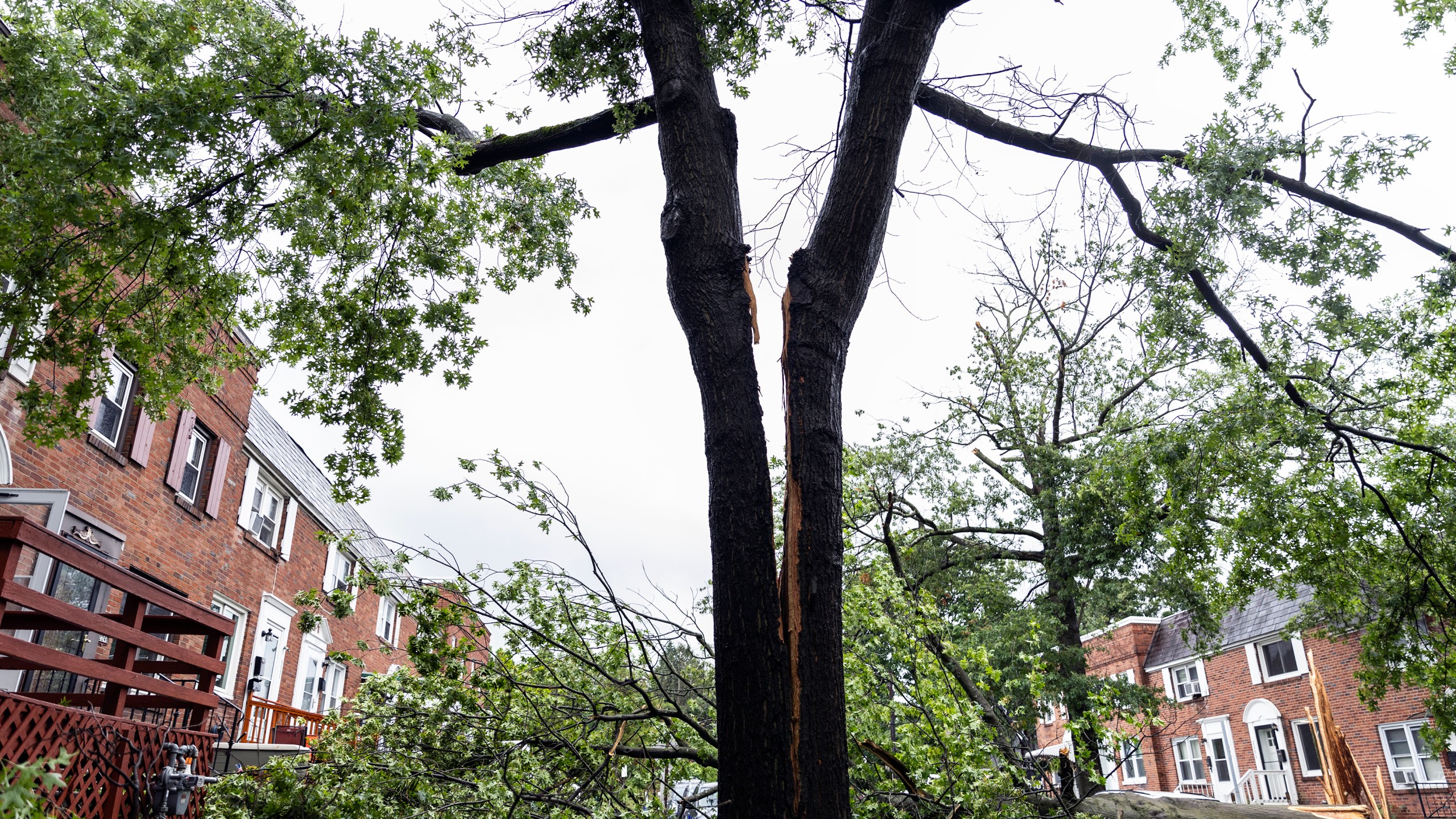 A tree is split in half on Adrian Street in Harrisburg, Pa., after extreme weather from Tropical storm Debby, Friday, Aug. 9, 2024. (Sean Simmers/The Patriot-News via AP)