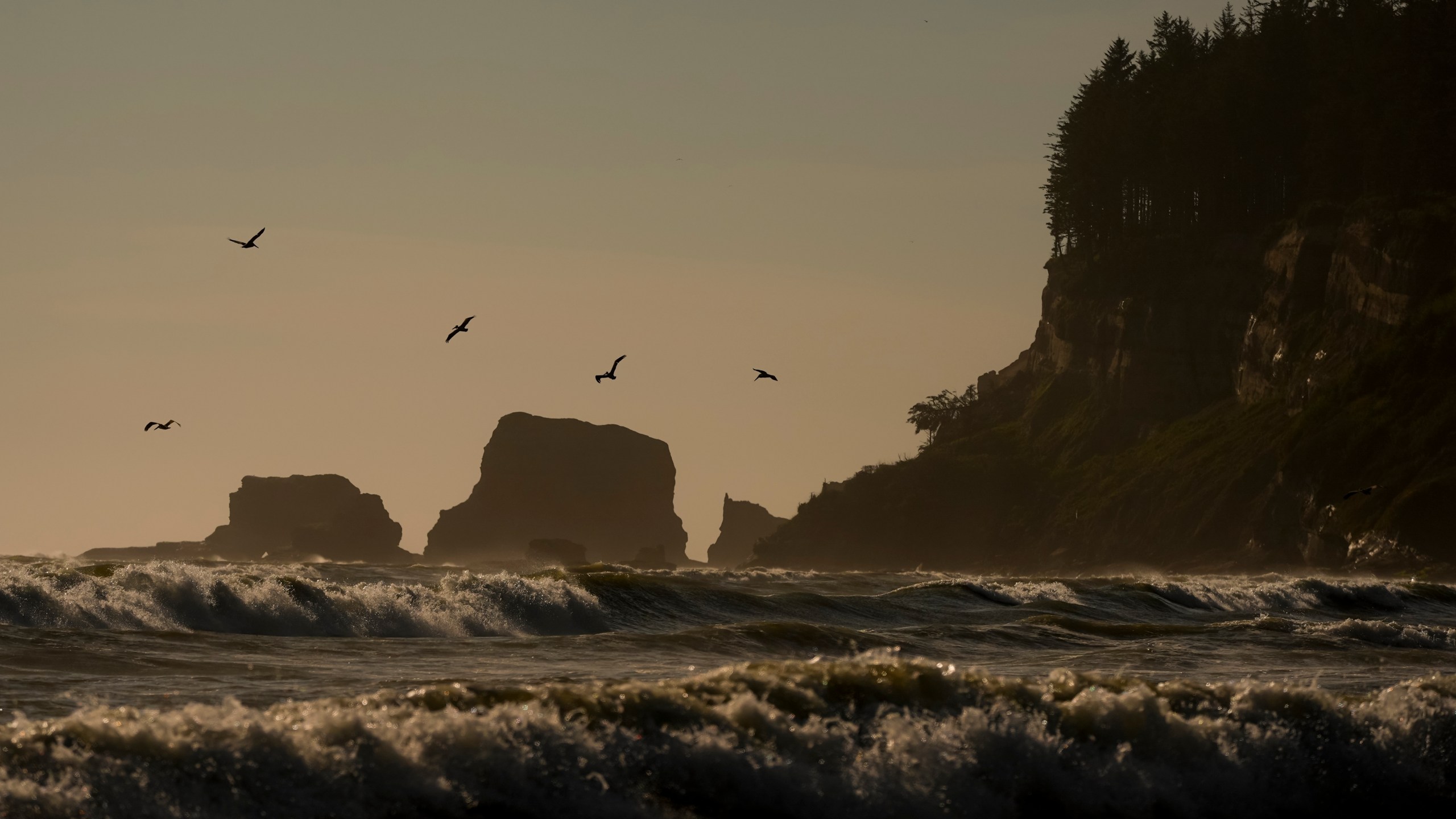 FILE - Pelicans fly near the shore as waves from the Pacific Ocean roll in on May 14, 2024, on the Quinault reservation in Taholah, Wash. (AP Photo/Lindsey Wasson, File)