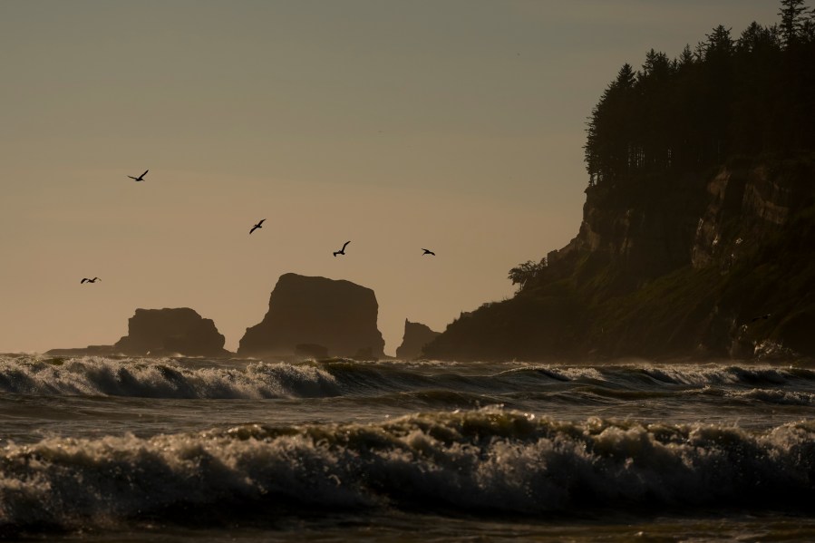 FILE - Pelicans fly near the shore as waves from the Pacific Ocean roll in on May 14, 2024, on the Quinault reservation in Taholah, Wash. (AP Photo/Lindsey Wasson, File)