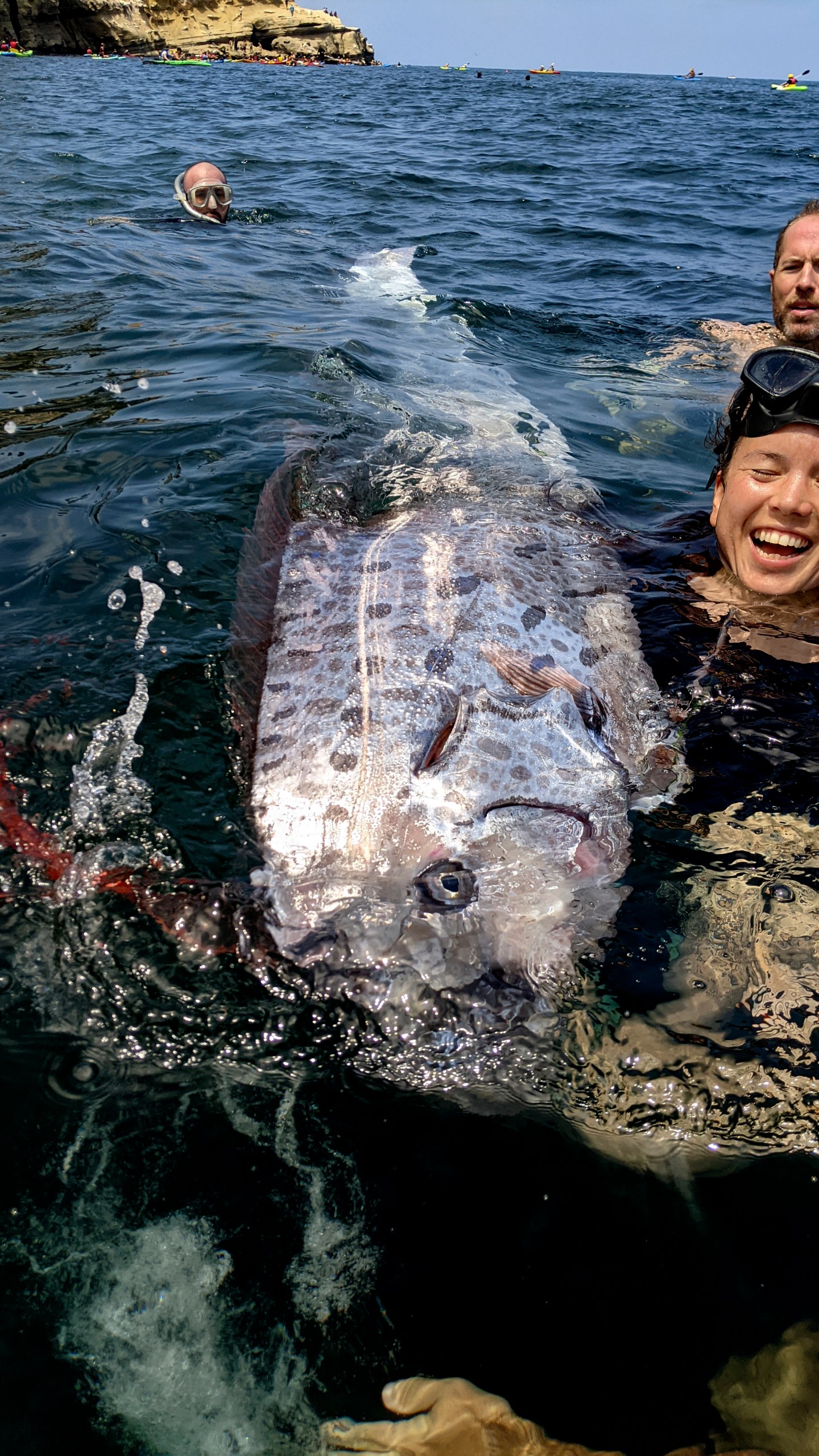 This image provided by The Scripps Institution of Oceanography shows a team of researchers and science-minded snorkelers working together to recover a dead oarfish from La Jolla Cove, Calif., Saturday, Aug. 10, 2024. (Michael Wang/The Scripps Institution of Oceanography via AP)