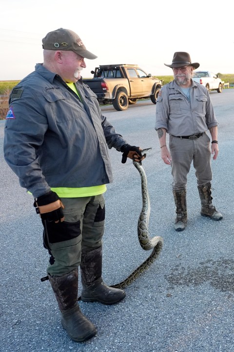 Contractors with the Florida Fish and Wildlife Conservation Commission, Thomas Aycock, left, and Tom Rahill, founder of the Swamp Apes, a veterans therapy nonprofit, show off an invasive Burmese python caught earlier, as they wait for sunset to hunt pythons, Tuesday, Aug. 13, 2024, in the Florida Everglades. (AP Photo/Wilfredo Lee)