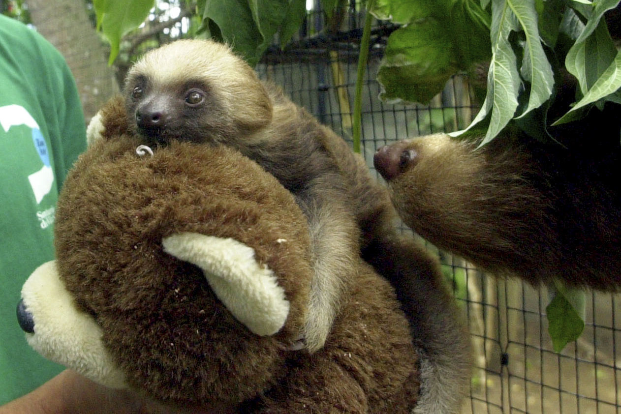 FILE - Two baby three-toed sloths and the teddy bear which functions as their surrogate mother are cared for at a wildlife center in Alajuela, Costa Rica, Tuesday, April 20, 2004, during preparations to help the animals for release. (AP Photo/Kent Gilbert, File)