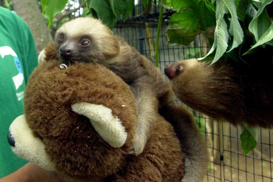 FILE - Two baby three-toed sloths and the teddy bear which functions as their surrogate mother are cared for at a wildlife center in Alajuela, Costa Rica, Tuesday, April 20, 2004, during preparations to help the animals for release. (AP Photo/Kent Gilbert, File)