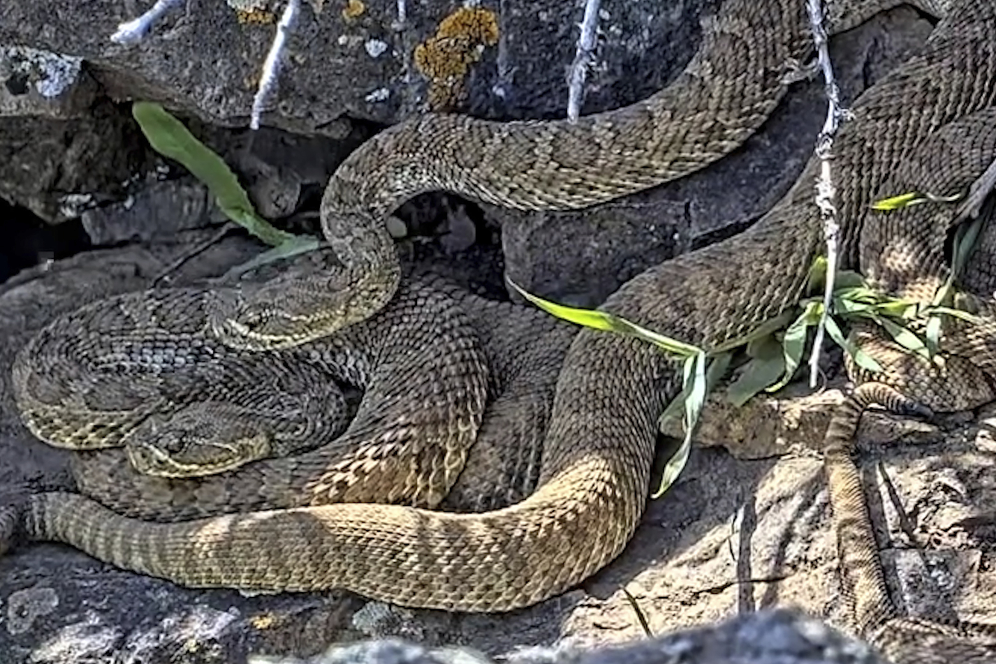 FILE - This undated image made from a video provided by Project RattleCam shows a "mega den" of rattlesnakes in a remote location in northern Colorado. (Project RattleCam via AP, File)