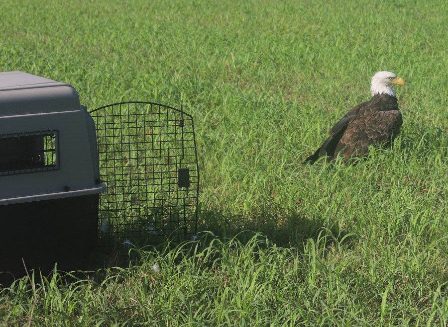 A bald eagle stands in the grass a few feet in front of an open cage