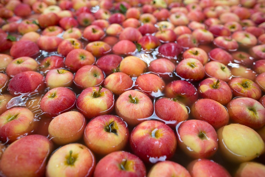 Red apples float on water