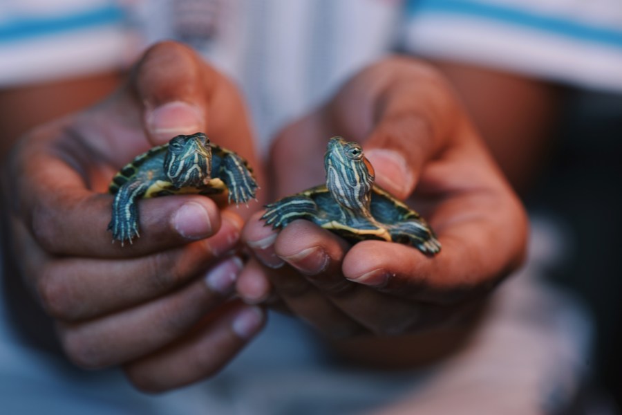 A picture of the hands of a child holding ‘Red eared slider turtles’