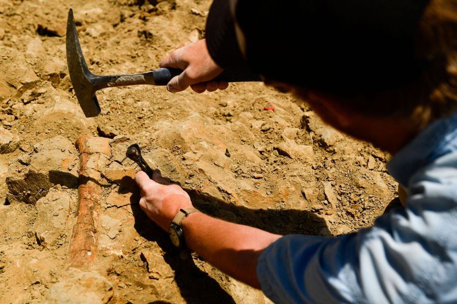 A dinosaur bone being excavated