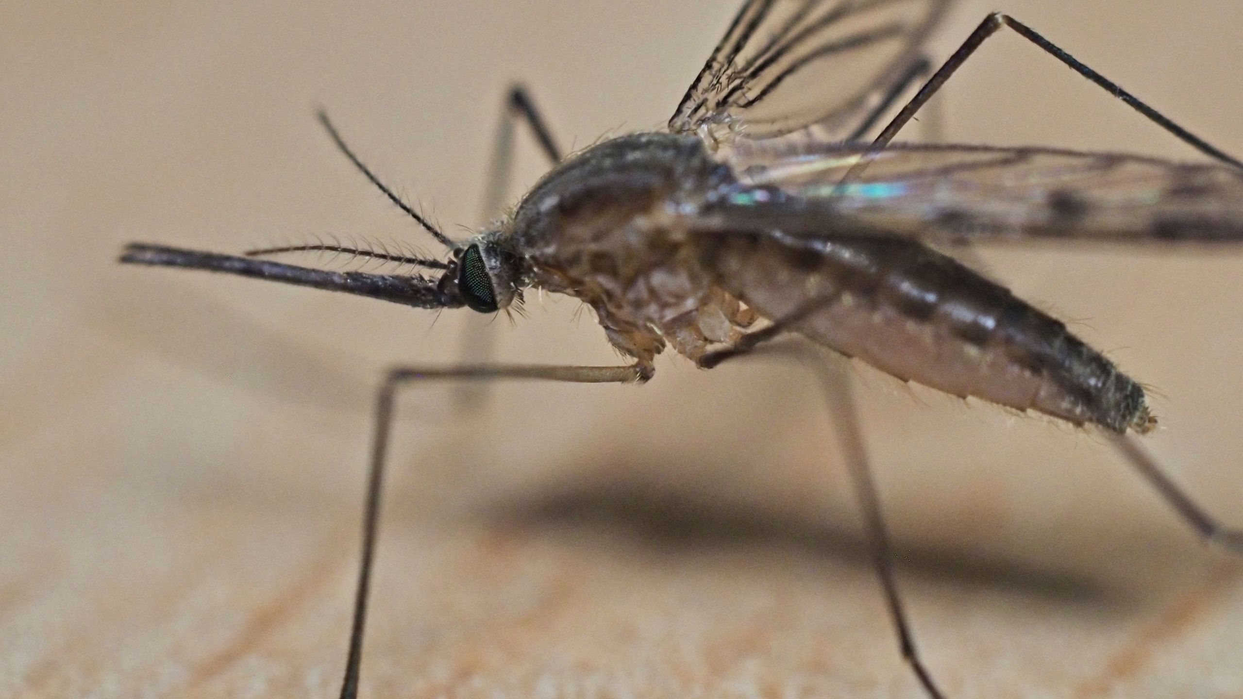 This close-up shows the head and the trunk (proboscis) of a mosquito in Montlouis-sur-Loire.