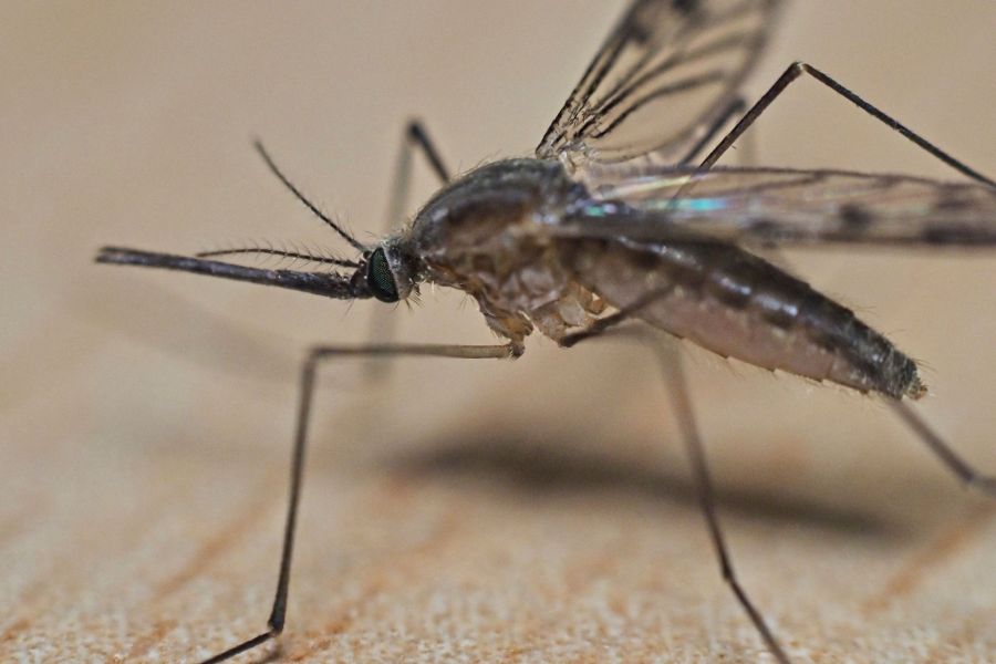 This close-up shows the head and the trunk (proboscis) of a mosquito in Montlouis-sur-Loire.